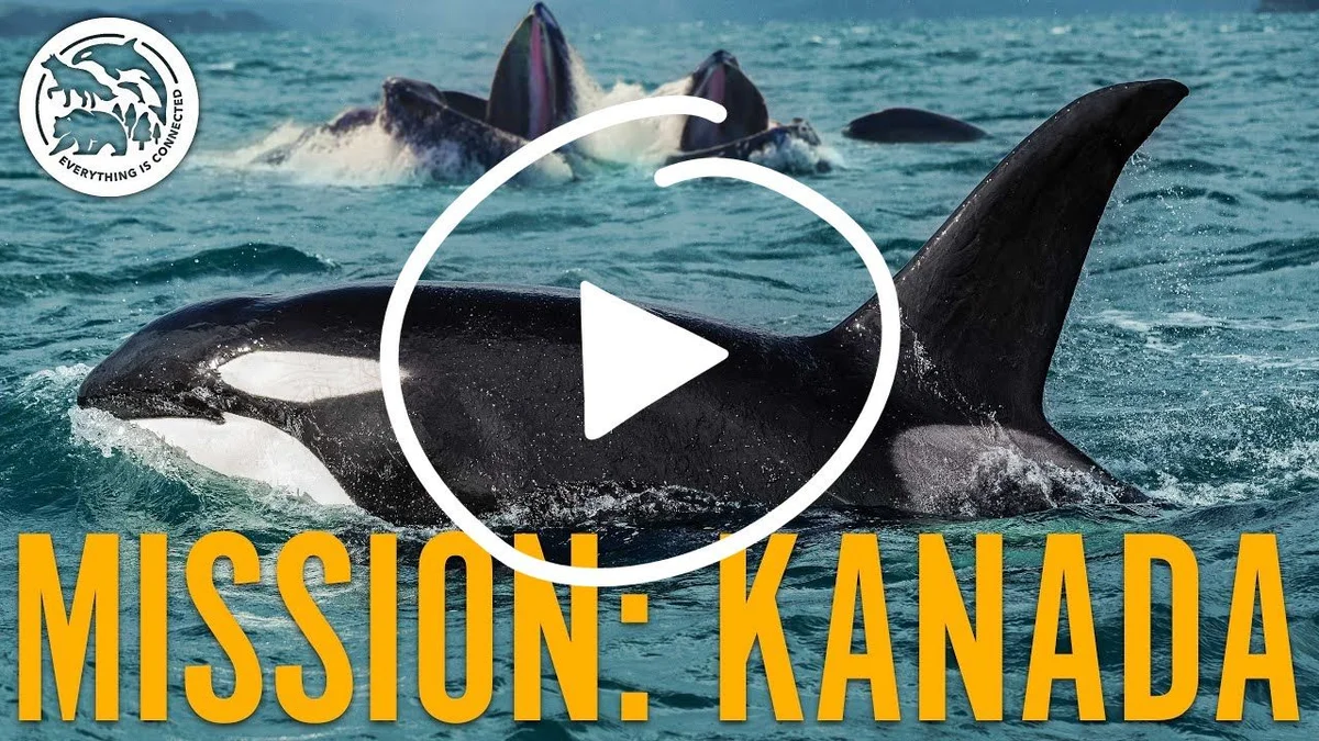 Grupo de orcas en el océano con icono de reproducción y texto amarillo 