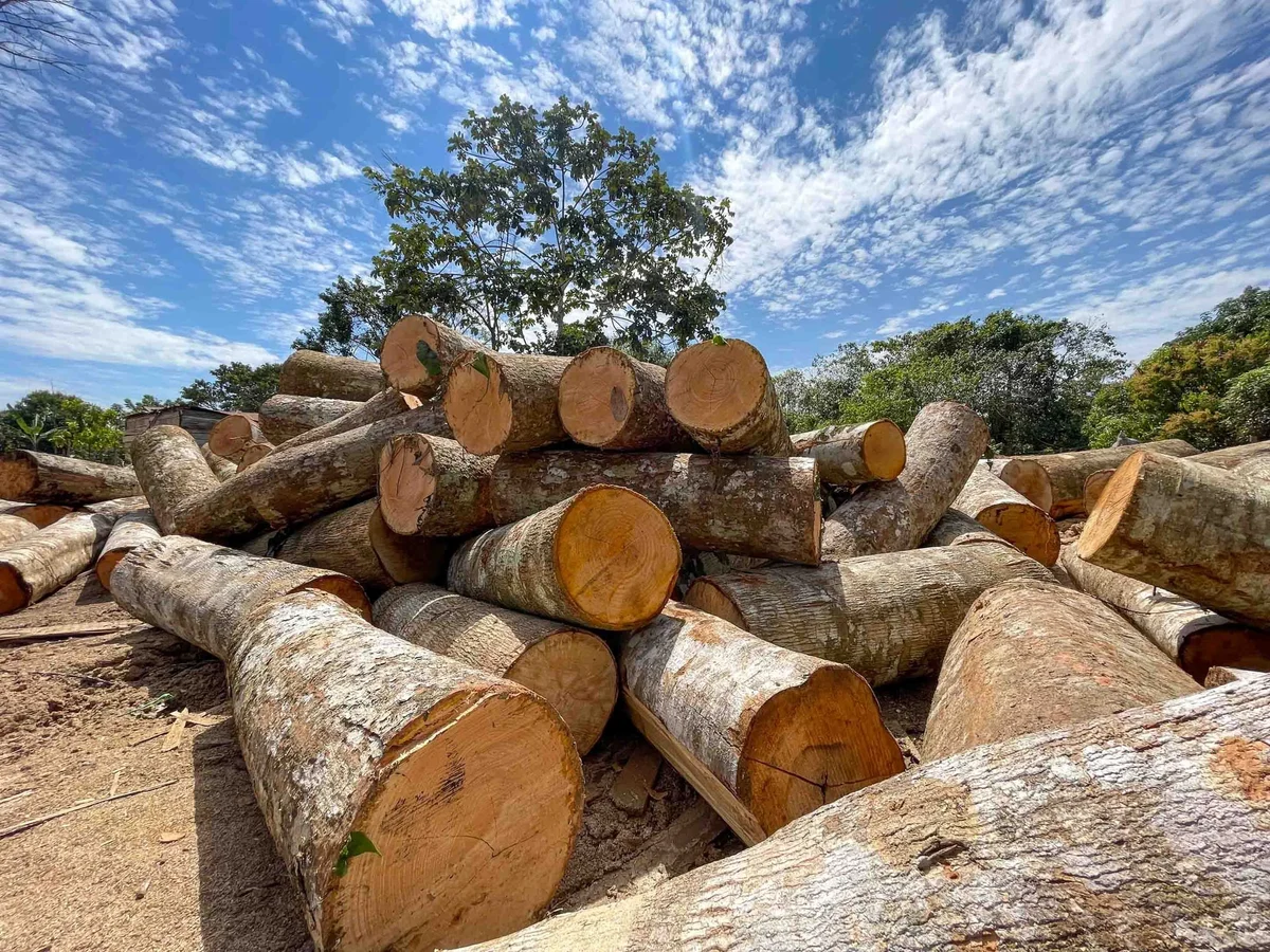 Pile of freshly cut logs stacked in a lumber yard with blue sky and trees in the background.