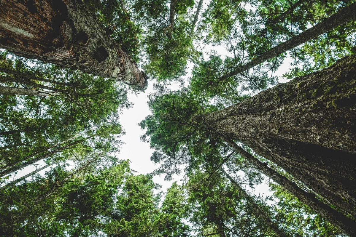 Upward view of tall forest trees with dense green foliage and canopy against bright sky.