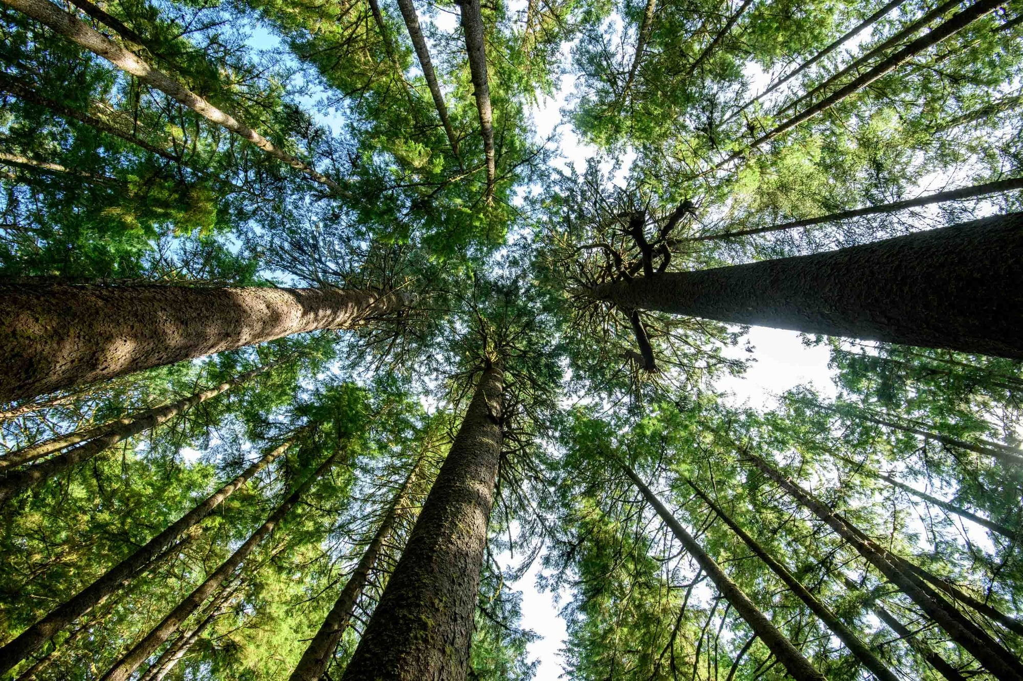 Upward view of tall trees in a dense forest with lush green canopy against a bright sky.