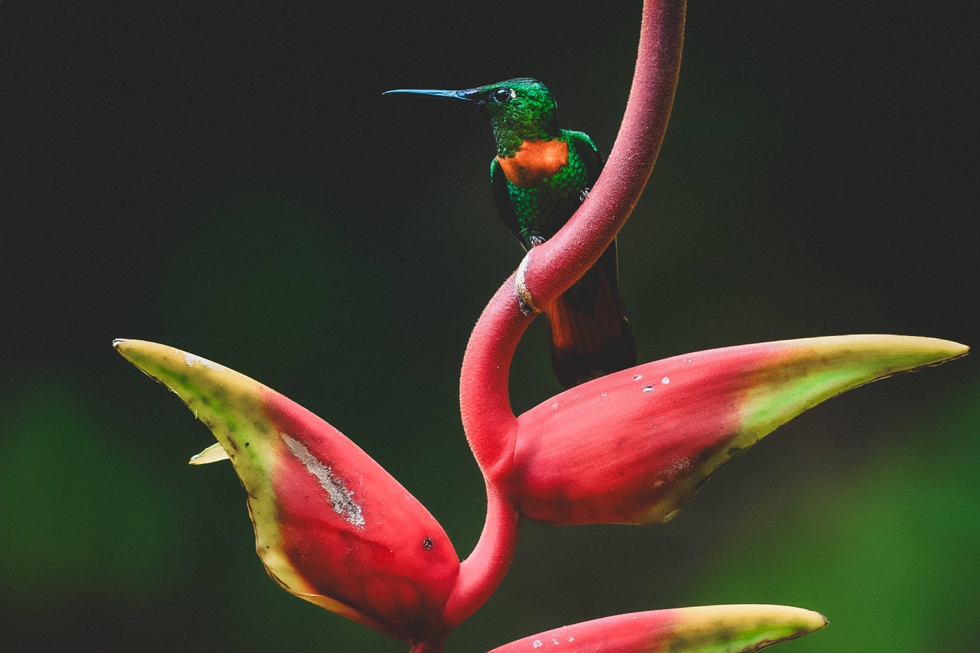 A green hummingbird with bright orange-red throat perches on a curved red tropical flower against a dark background.