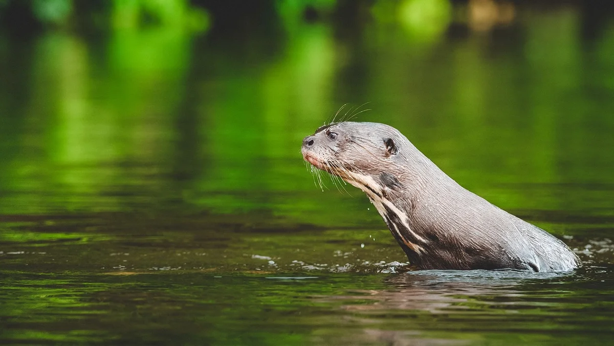 River otter swimming in green water, looking left, with blurred forest and vegetation in background.