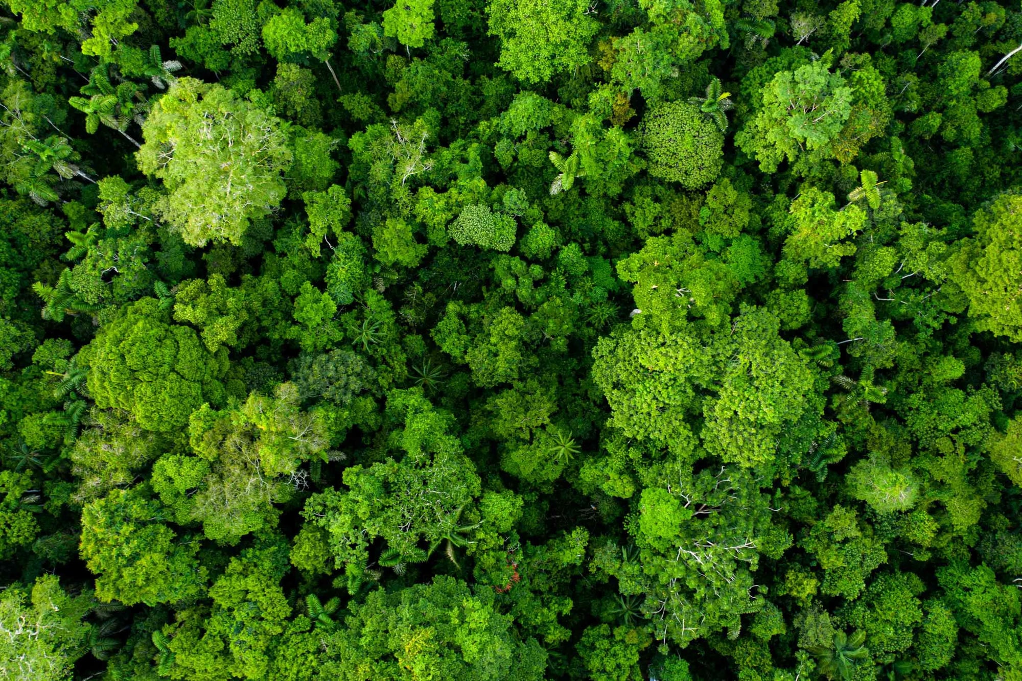 Aerial view of a dense forest canopy showing various shades of green tree and shrub tops.