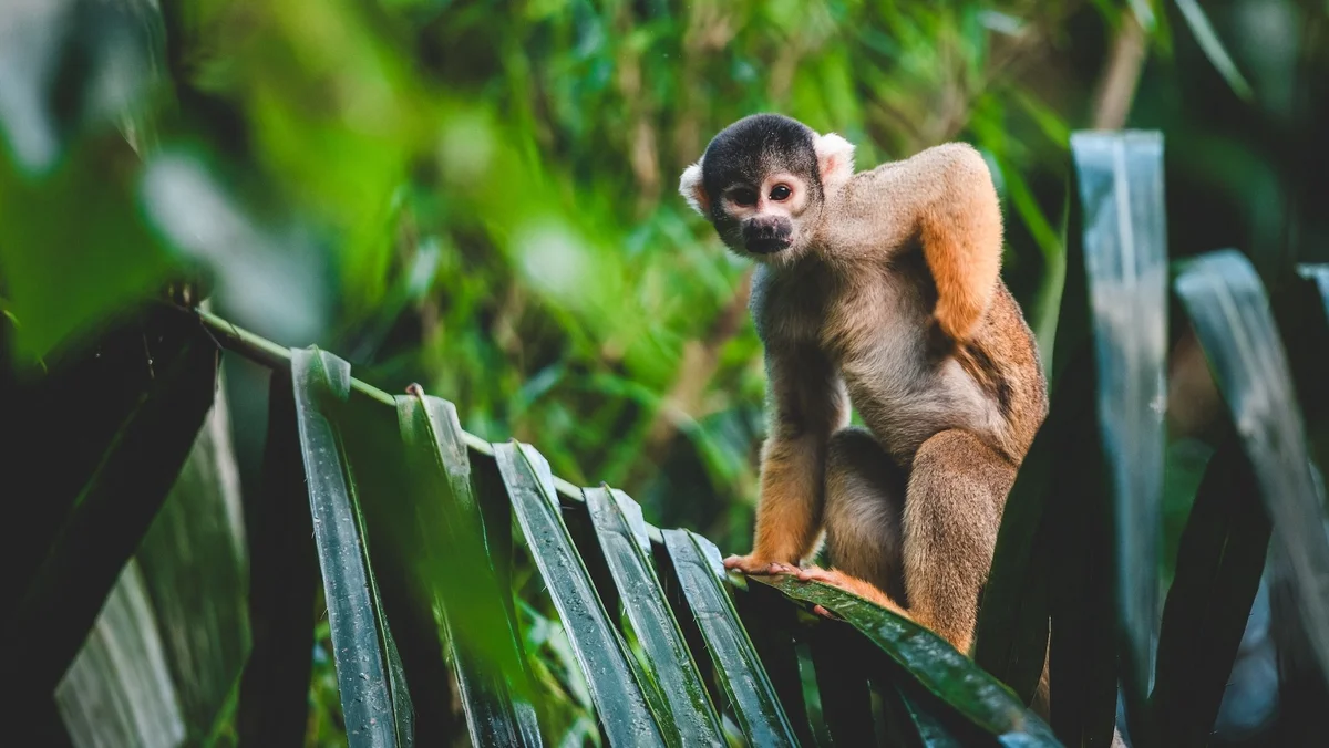 Small capuchin monkey perched on green leaves, gazing at camera with curiosity in lush surroundings.