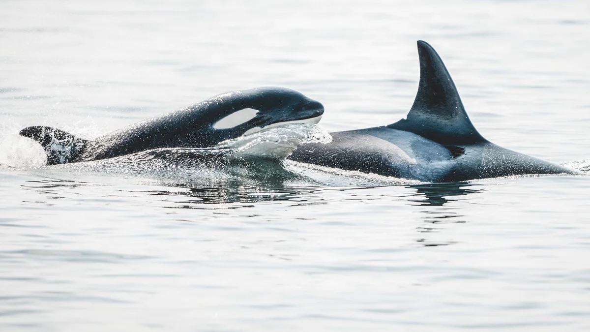 Two orca whales swimming together in the ocean, displaying their distinctive black bodies and white markings.