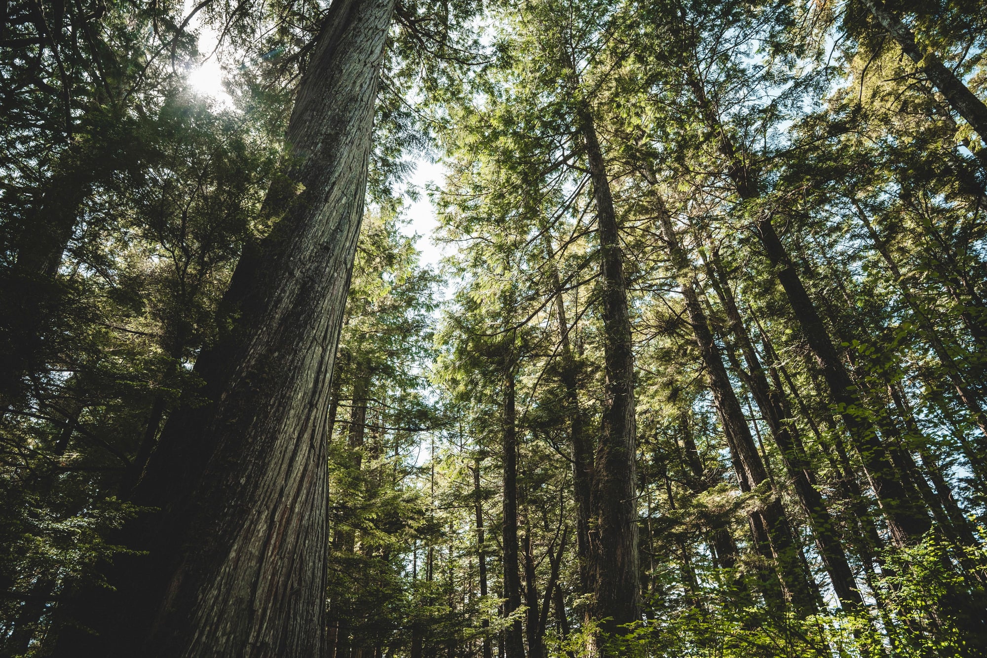 Upward view of towering redwood trees in dense forest with green canopy and sunlight filtering through