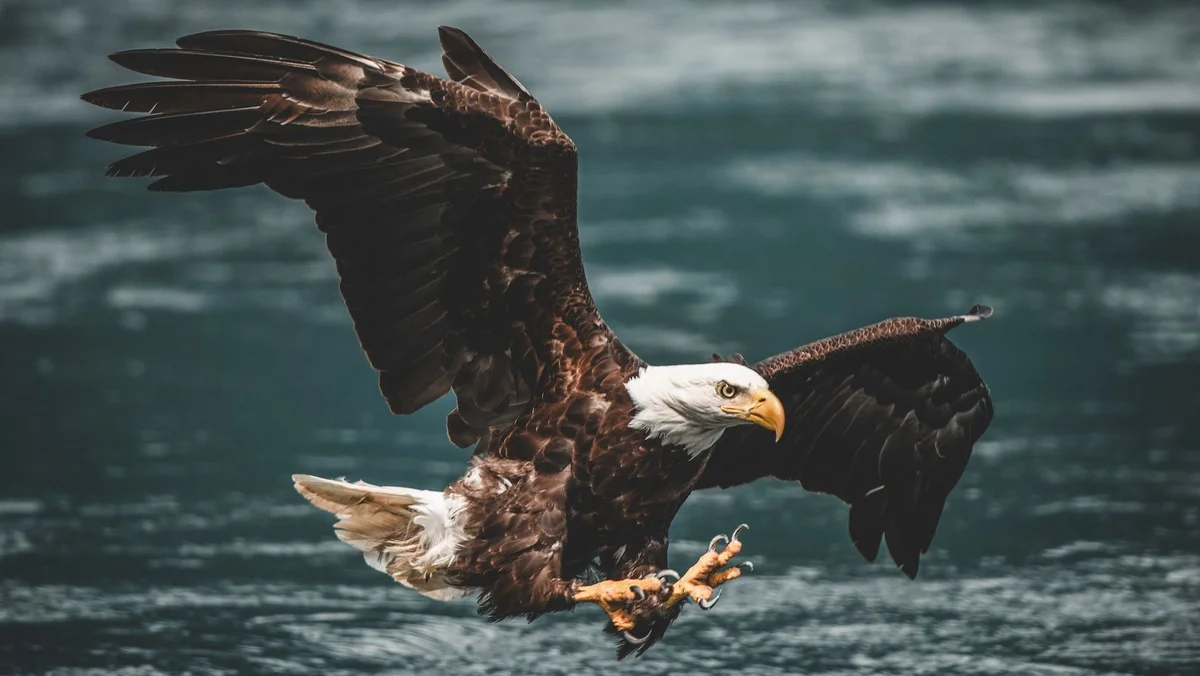 Bald eagle in flight over ocean waters with wings spread and talons extended downward.