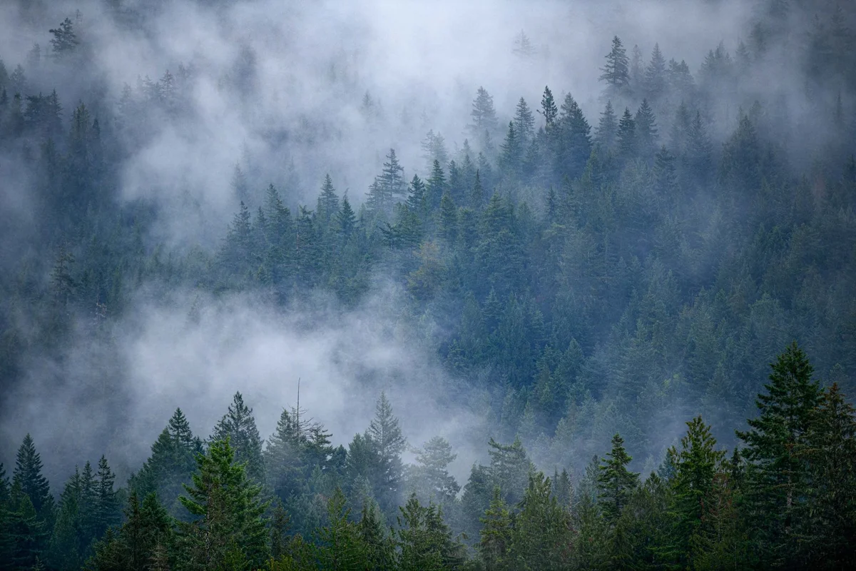 Misty coniferous forest with layered evergreen trees shrouded in dense fog and clouds.