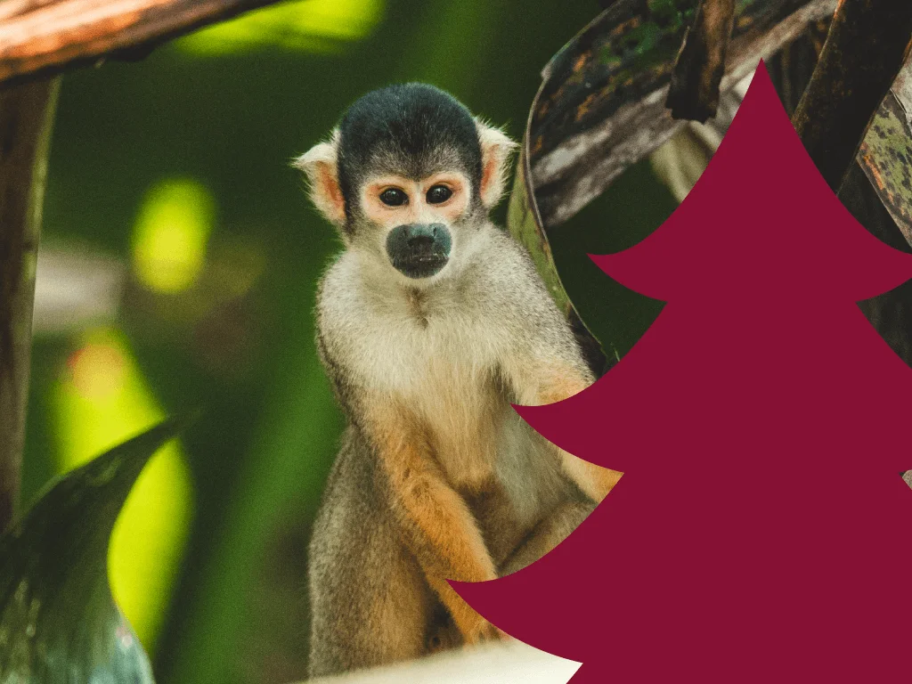 Young monkey perched on a branch with blurred green background and burgundy Christmas tree shapes.
