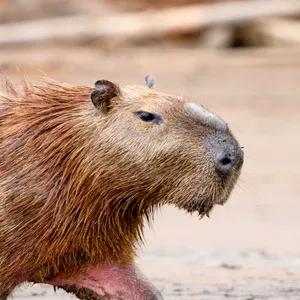 Capybara relaxing on sandy beach, facing left with brown fur and calm expression.