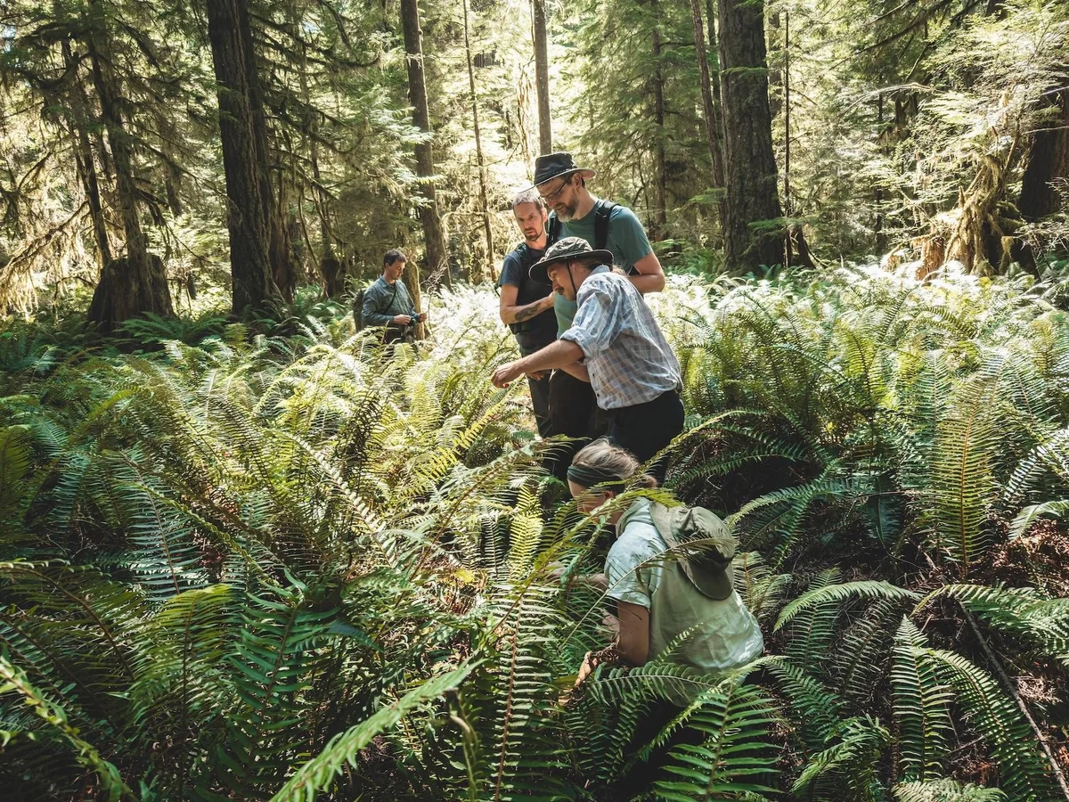 Group of hikers walking through a lush forest surrounded by tall trees and dense ferns.