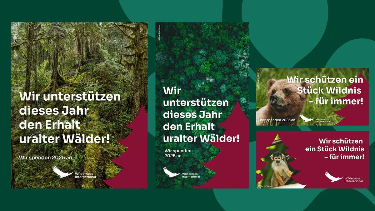Four Wilderness International campaign cards featuring old-growth forests, a bear, and a monkey on a green background