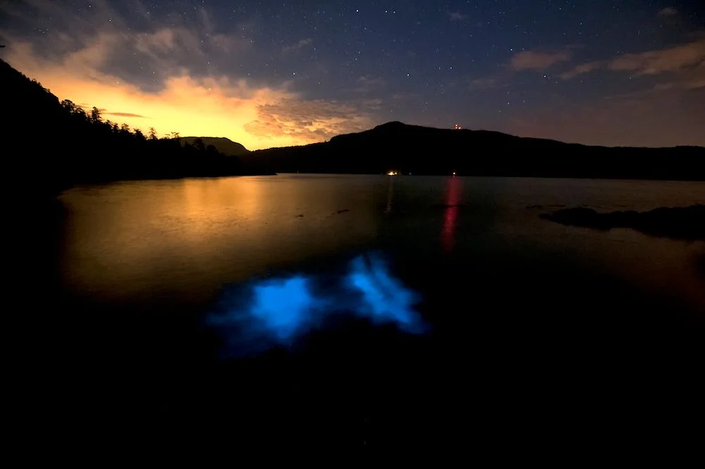 Twilight over a mountain lake with glowing bioluminescent water, stars visible in the sky above forested shores.