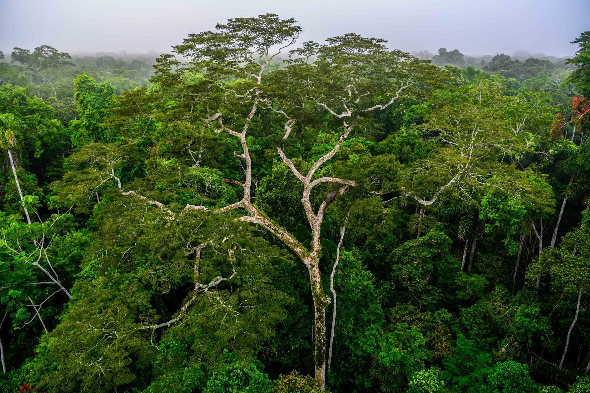 Aerial view of rainforest canopy with prominent pale tree among dense green foliage and morning mist.