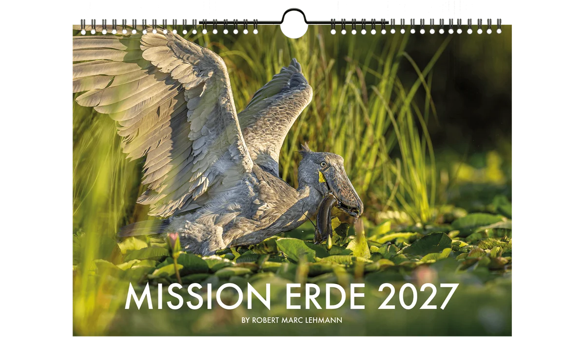 Calendar cover 