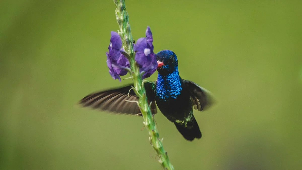Iridescent hummingbird with vibrant blue plumage feeding from a purple flower on a green stem.