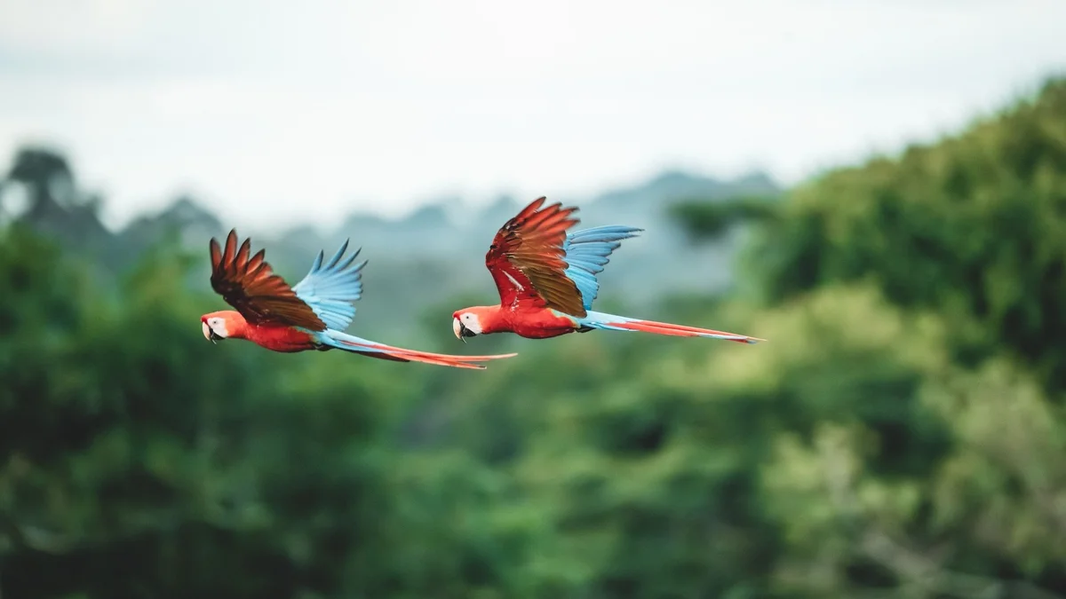 Two red macaws with blue wings flying over lush green rainforest canopy