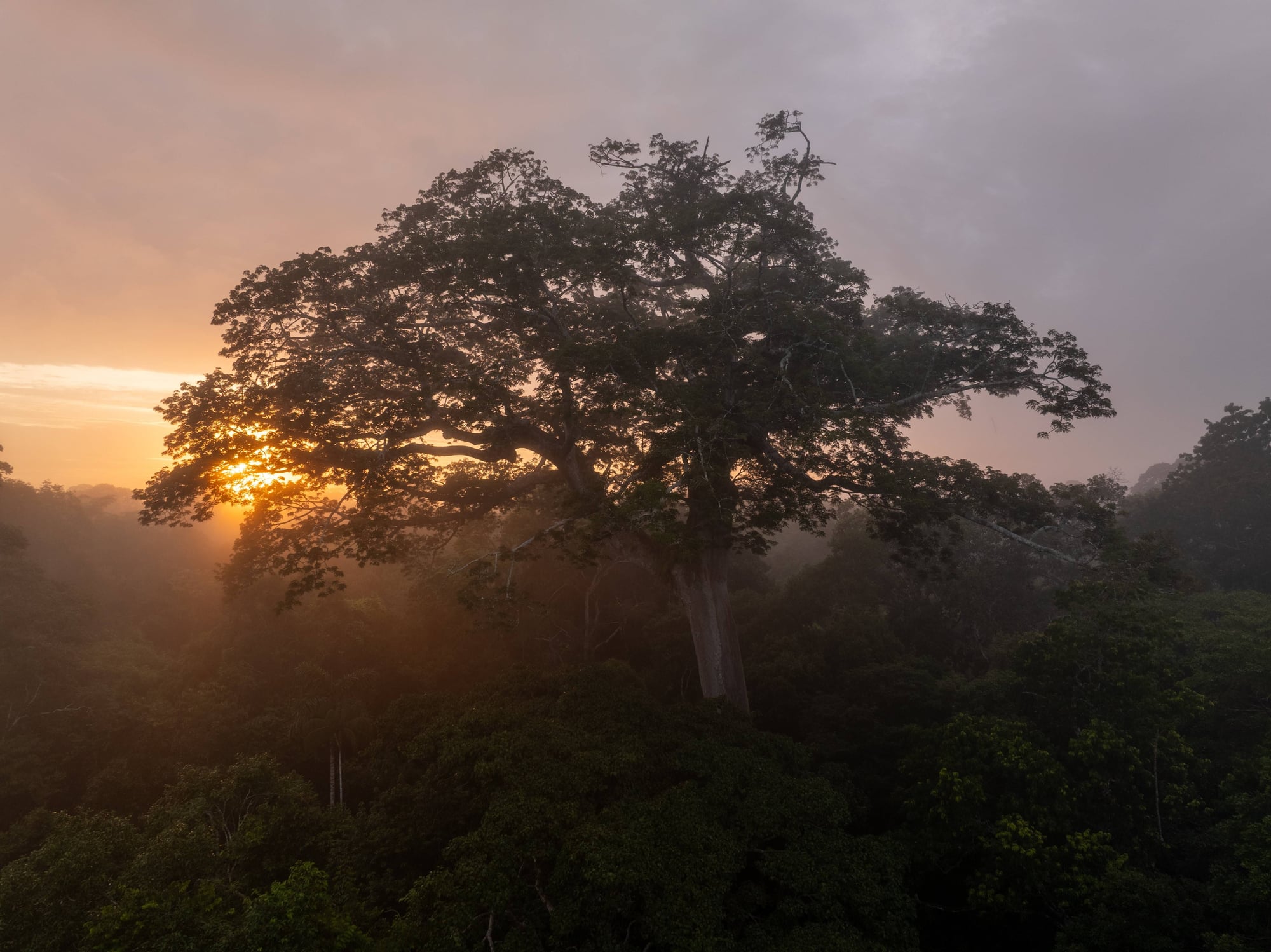 Árbol gigante de selva tropical al amanecer, bañado por luz dorada entre niebla y vegetación densa.