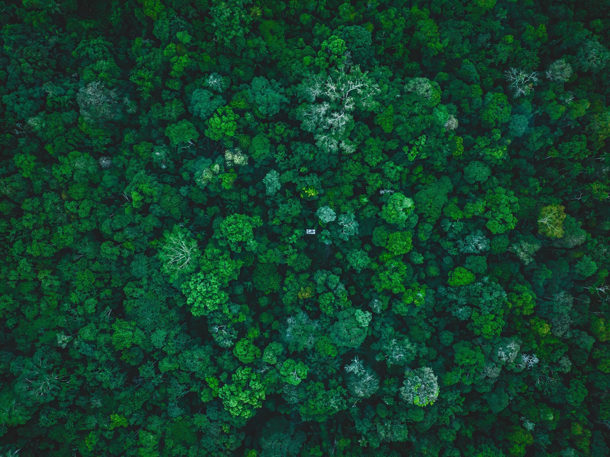 Aerial view of a dense forest canopy with lush green trees and scattered bare trees from above.