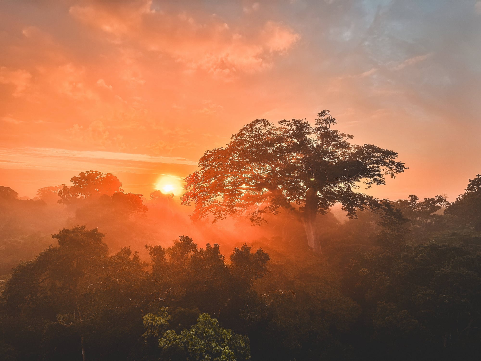 Tropical rainforest at sunrise with orange sky, mist, and silhouetted trees against glowing sun