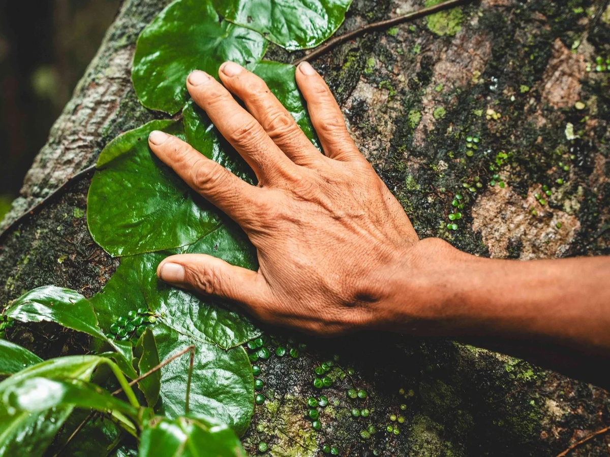A hand touching wet green leaves on a mossy tree trunk in nature.