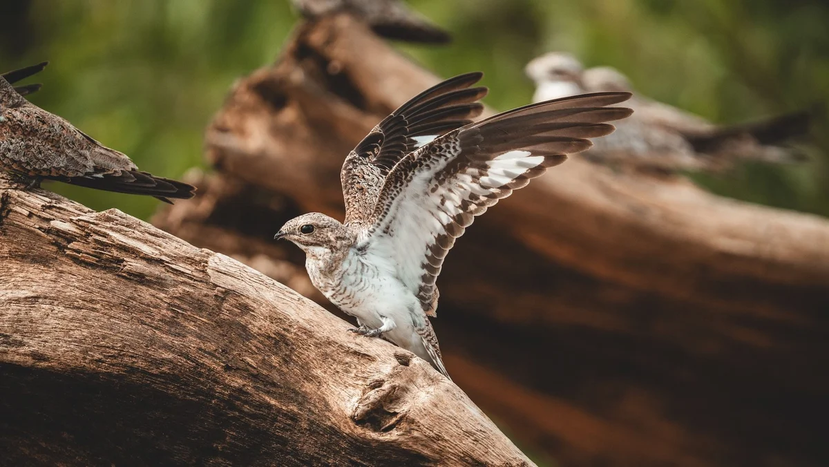 Young bird with wings spread perched on a wooden branch, blurred green background.