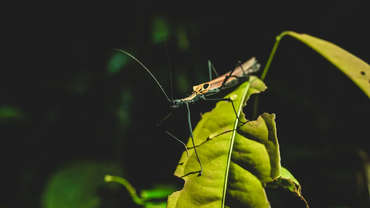 Long-legged insect perched on yellow-green plant buds against a dark background