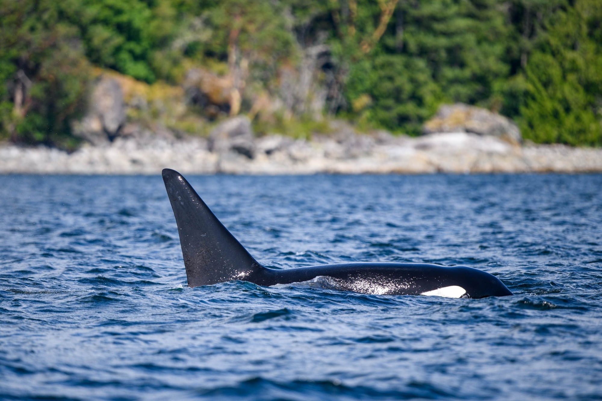 Orca with distinctive dorsal fin swimming in blue water near rocky, forested shoreline.