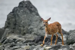 Young deer with reddish-brown coat standing on rocky terrain with large boulders and cloudy sky