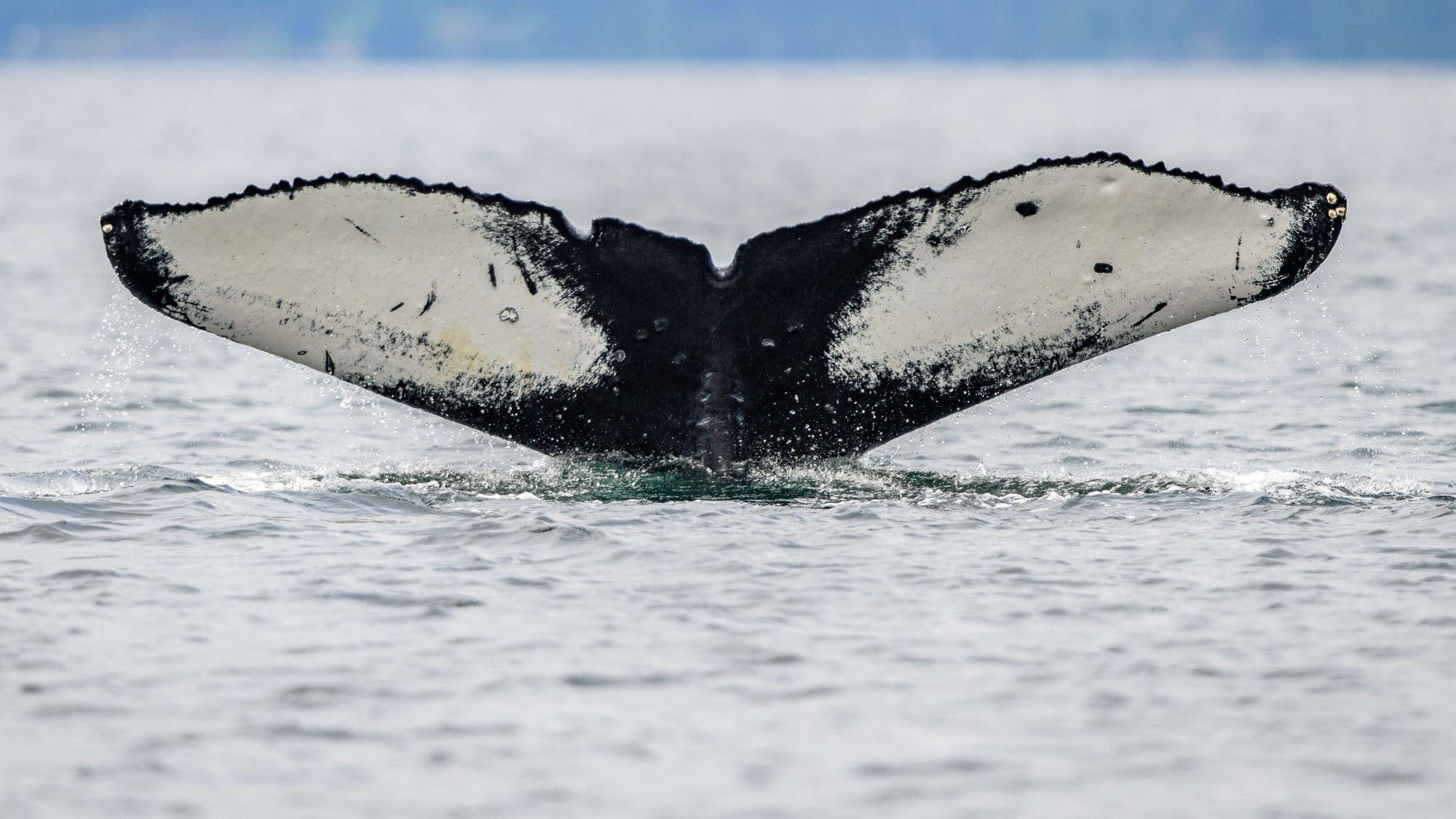 Humpback whale's tail flukes break through the ocean surface in a spray of water.