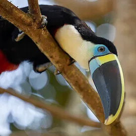 Black and white bird with large yellow and black beak perched on a branch.