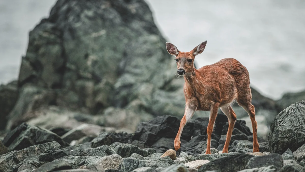 Alert deer standing on rocky terrain with large boulders and mountainous landscape in the background.