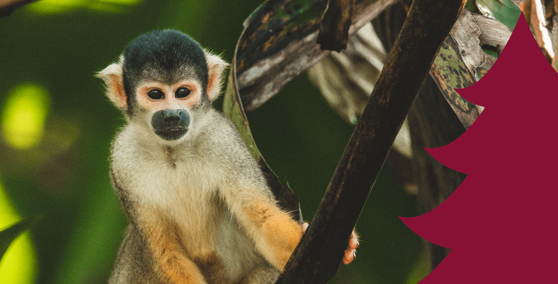 A small monkey with grey head and cream-orange body perches on a branch against a blurred green background.