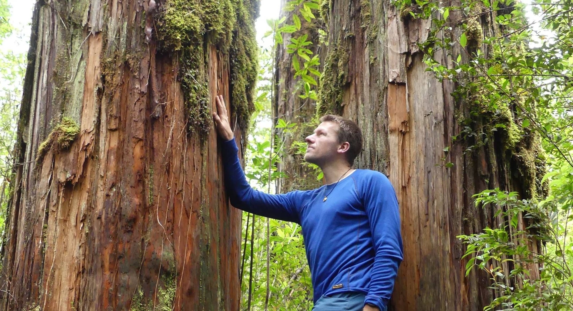 Hombre con polera azul toca un árbol gigante cubierto de musgo en el bosque