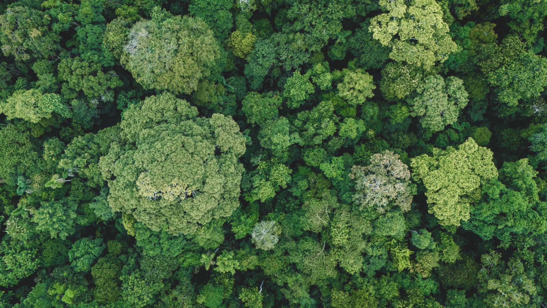 Aerial view of a dense forest canopy with treetops in varying shades of green and grey.