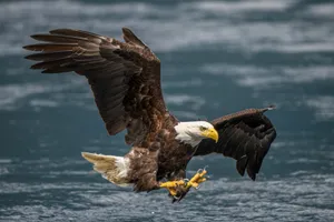 Bald eagle in flight with wings spread wide over ocean water, yellow talons extended.