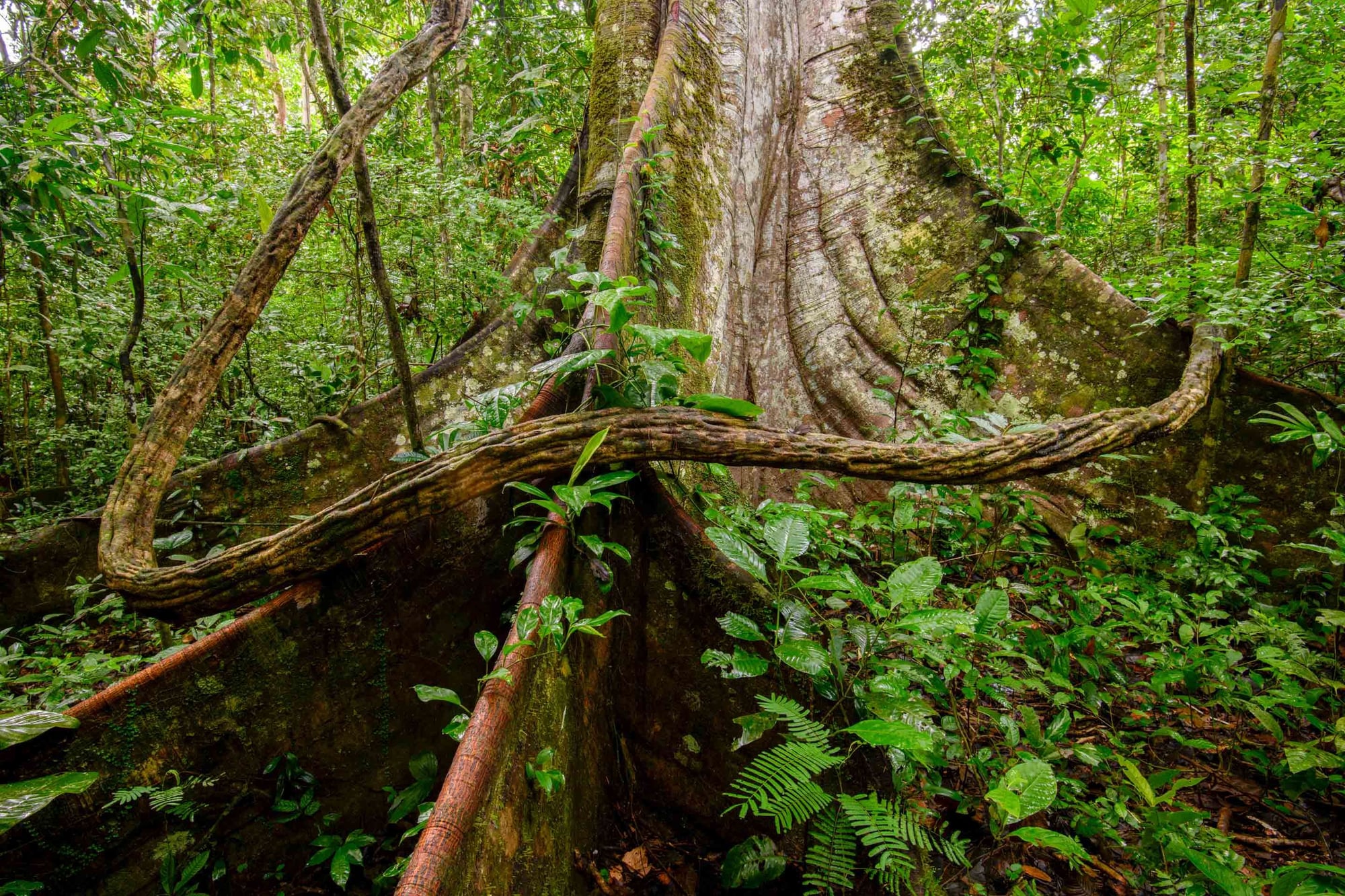 Dense tropical rainforest with moss-covered tree trunks, twisted branches, and lush green vegetation.