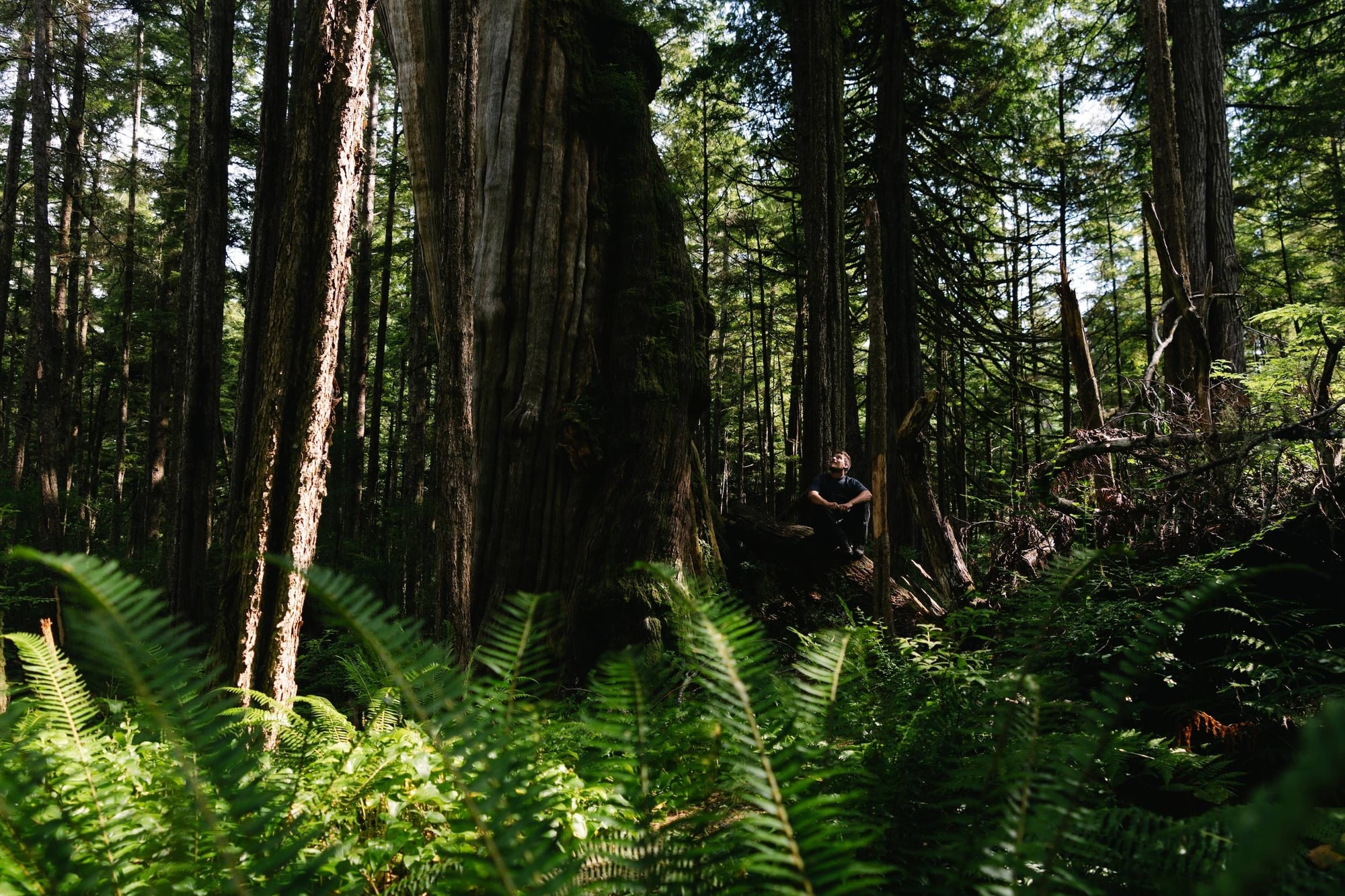 Person seated beneath tall trees in a lush forest with ferns in the foreground.