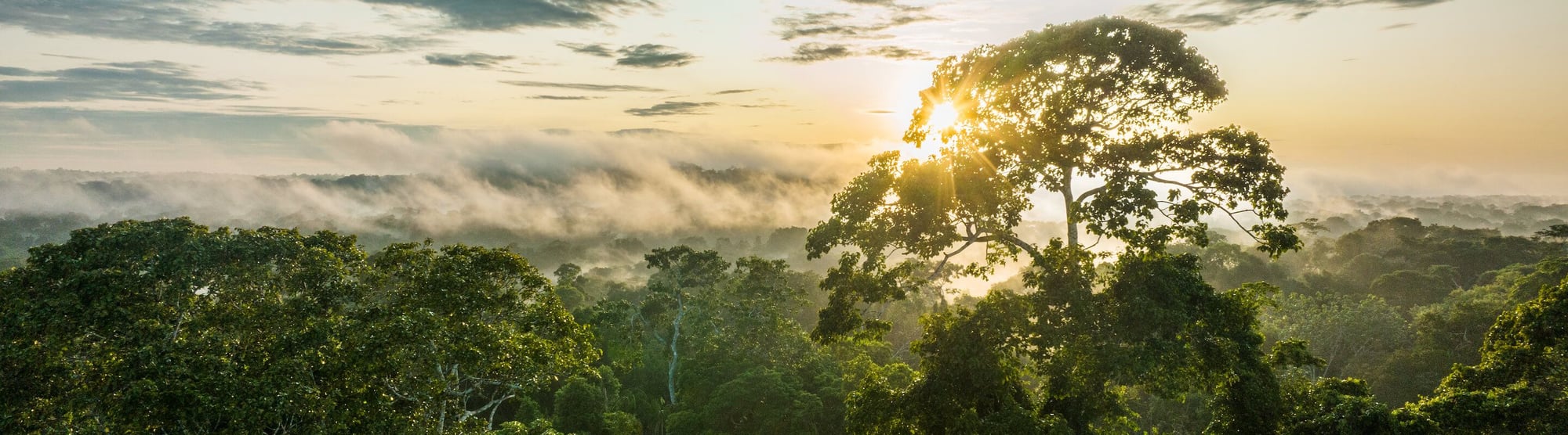 Rainforest canopy at sunrise with mist-covered hills and a large tree silhouetted against golden light.