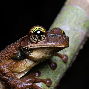 Brown reptile with prominent yellow eye and vertical pupil perched on lichen-covered branch against black background.