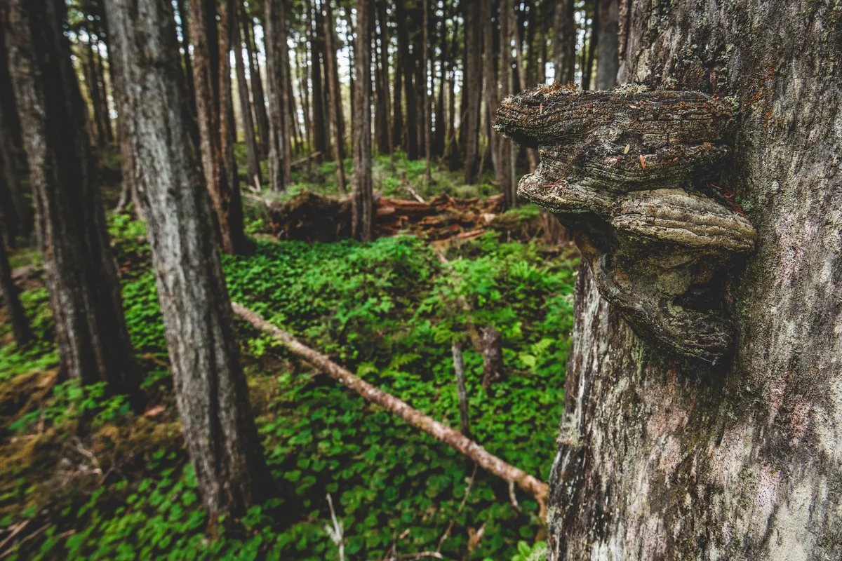 Shelf fungi growing on a moss-covered tree trunk in a coniferous forest with lush green moss.