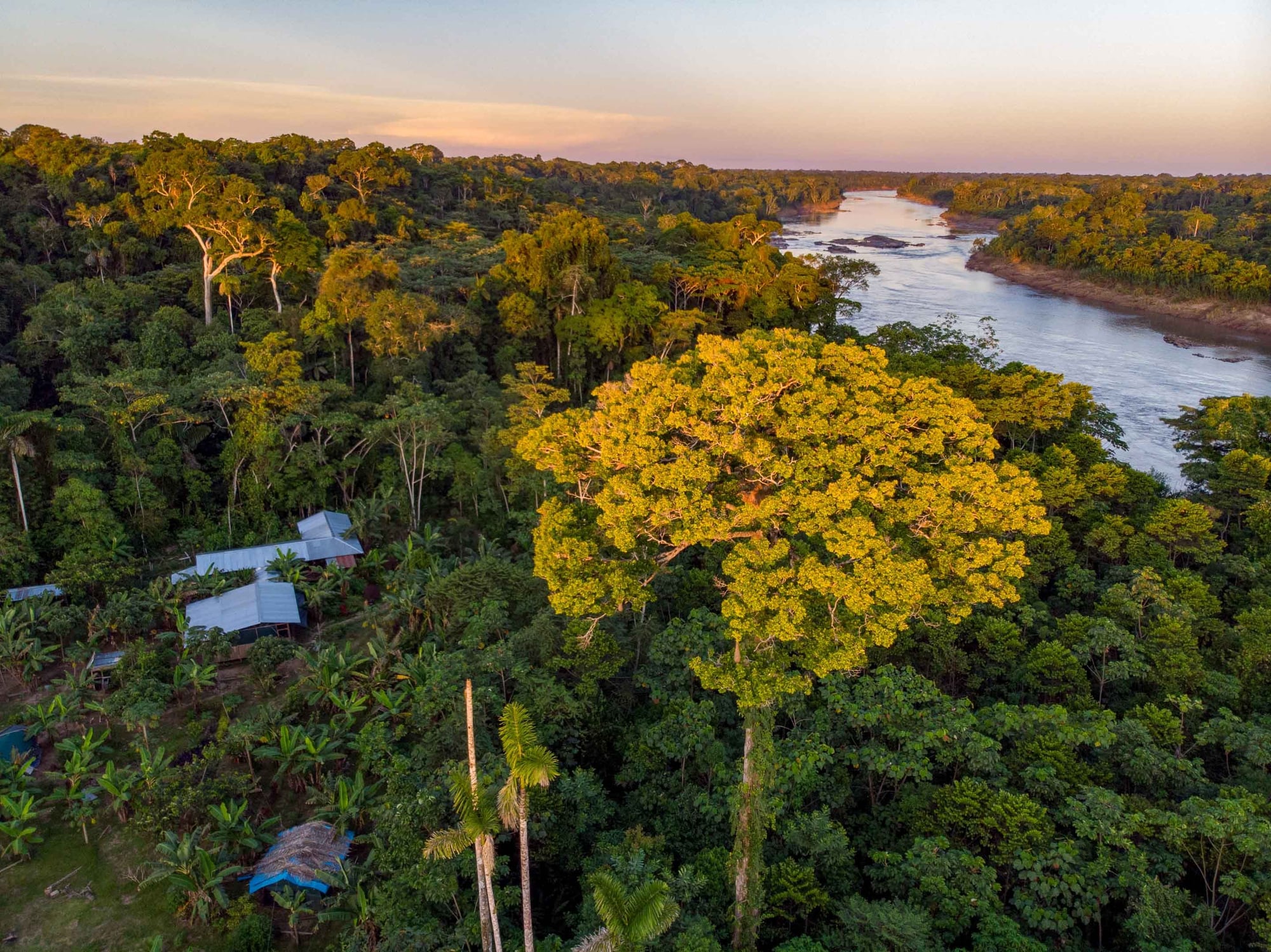 Aerial view of rainforest with large yellow flowering tree beside river at sunset, with small buildings below.