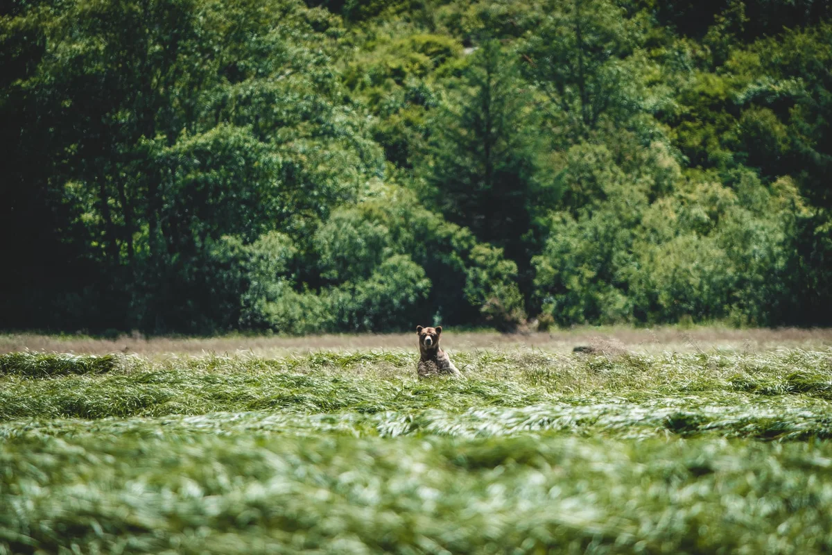 A brown bear stands in a grassy wetland, looking toward the camera with dense forest-covered hills in the background.