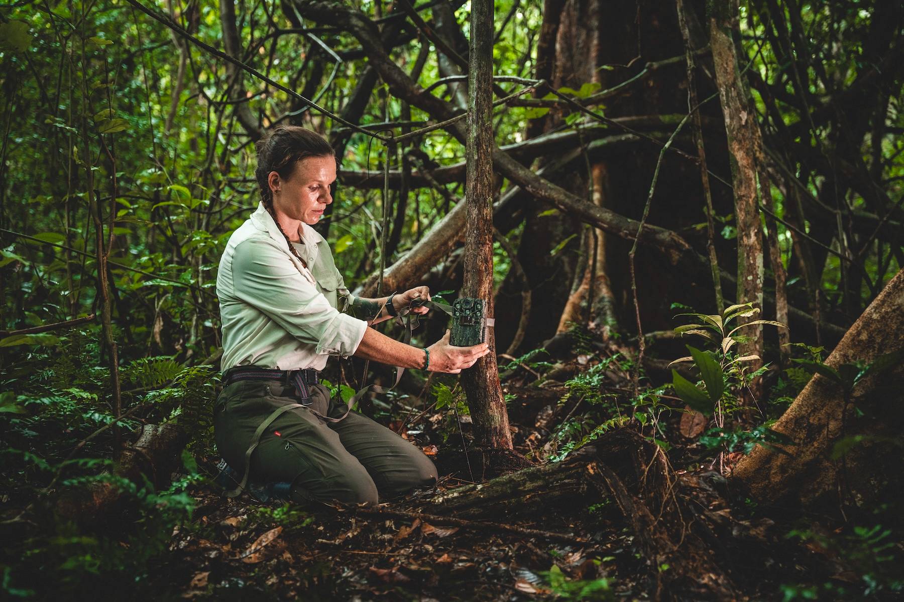 Researcher measuring tree diameter in dense rainforest surrounded by lush vegetation.