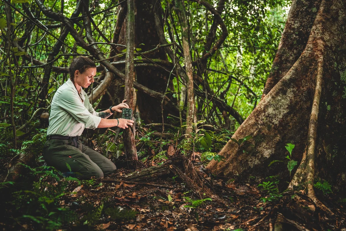 Mujer arrodillada en un bosque tropical examinando una planta junto a un árbol cubierto de musgo con raíces tablares.