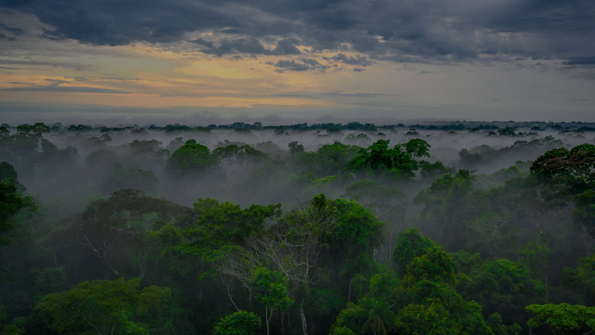 Dosel del bosque tropical envuelto en niebla matinal al amanecer con cielo dorado y nubes oscuras.