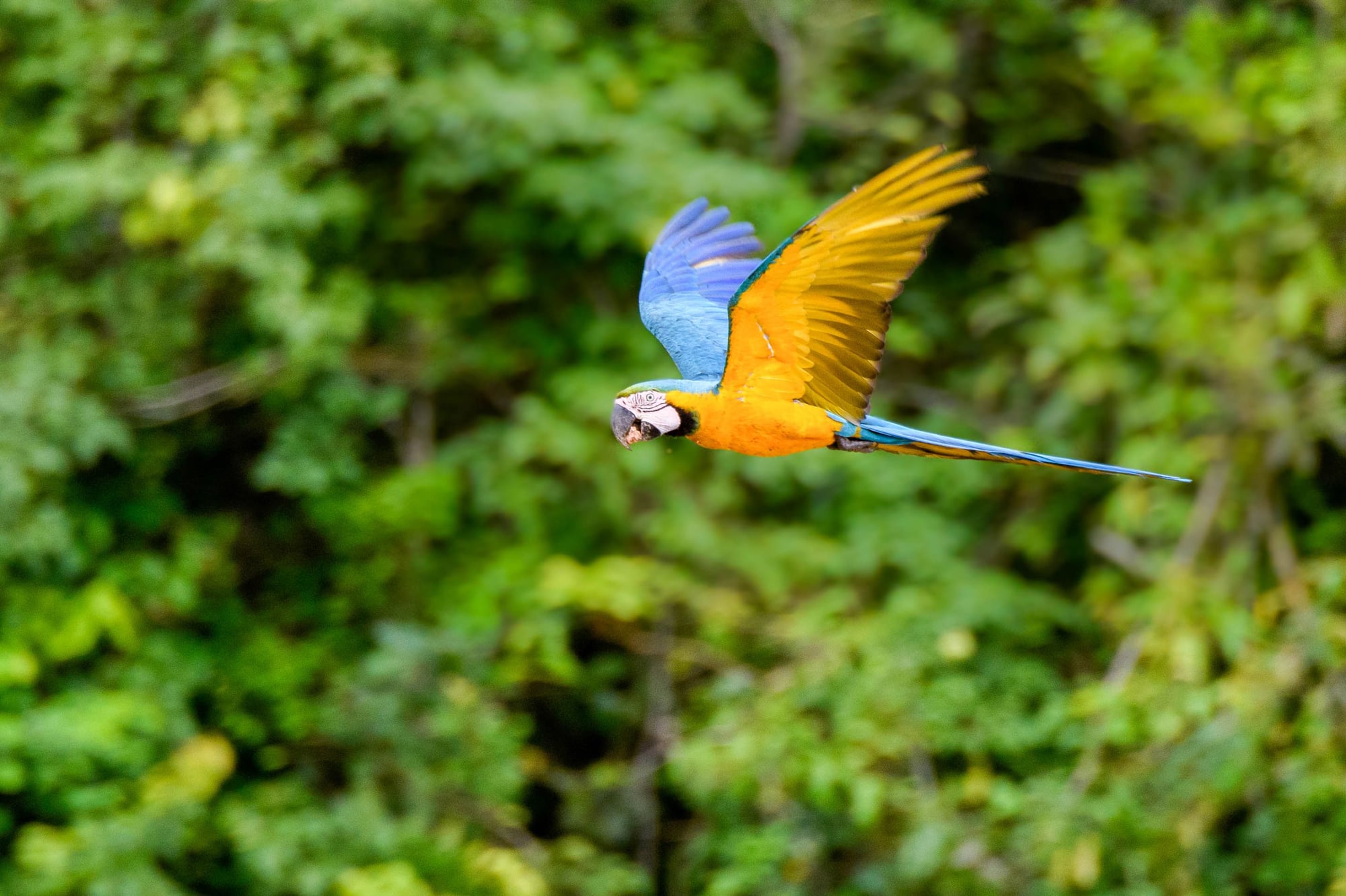 A colorful macaw in flight with golden and blue feathers against a lush green forest backdrop.