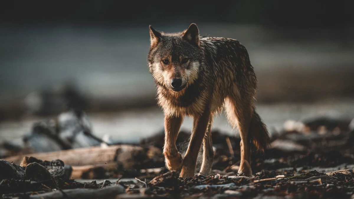 A grey and brown wolf stands on rocky ground, gazing directly at the camera with alert eyes.