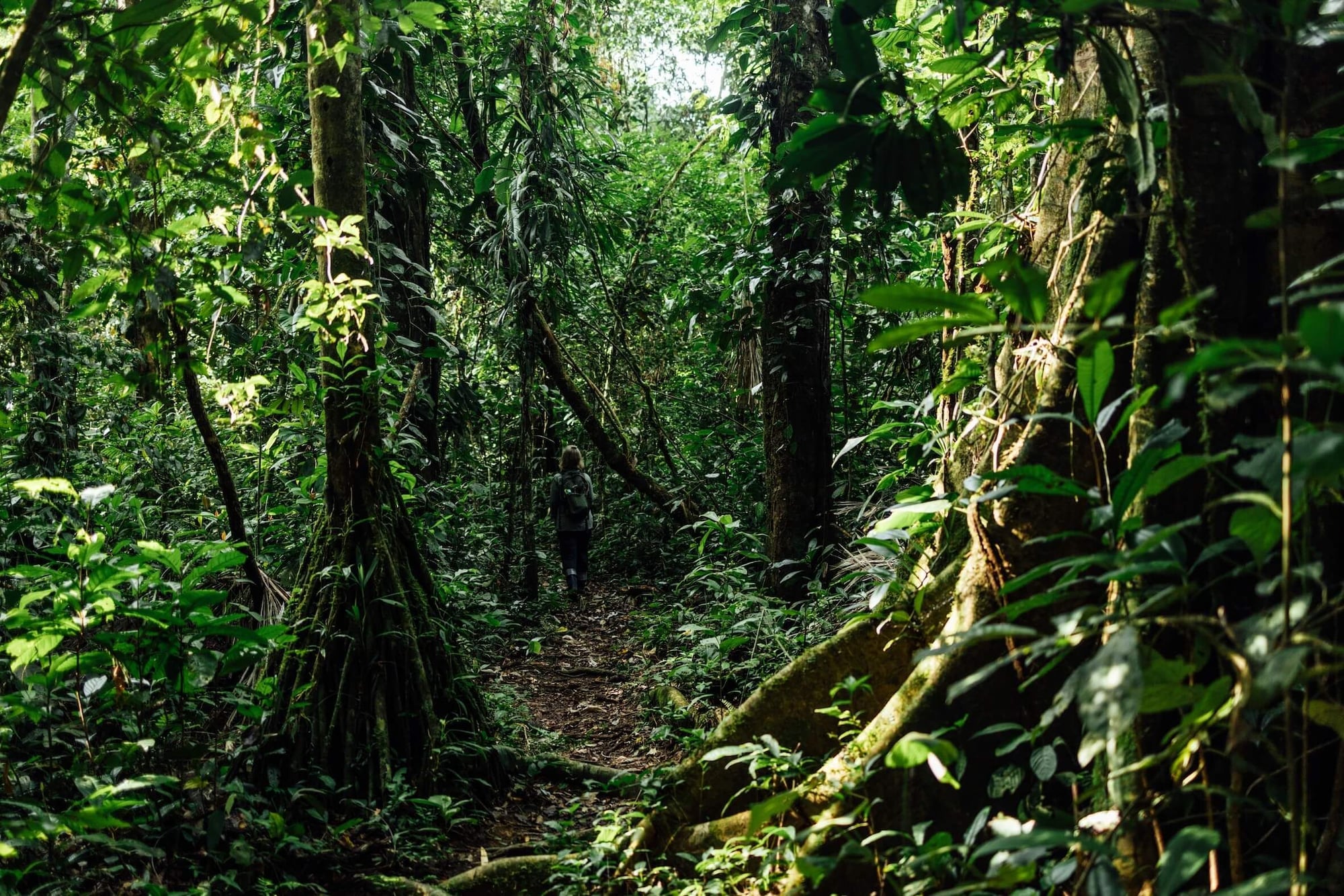 Un sendero estrecho atraviesa una selva tropical densa y exuberante rodeada de árboles altos y vegetación tupida.