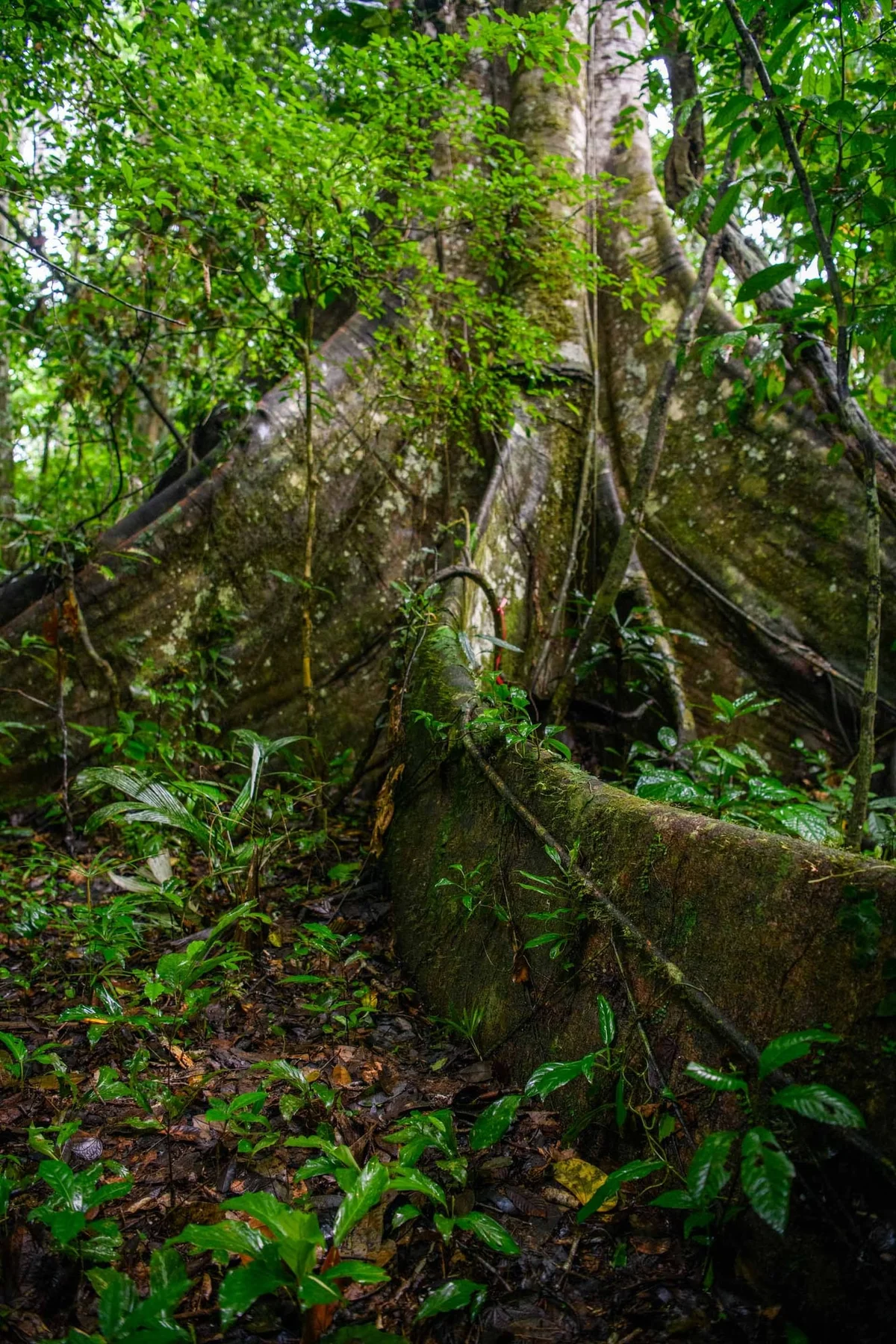 Moss-covered tree trunk in a lush rainforest surrounded by dense green vegetation.